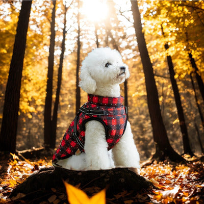 mantaeu pour chien careaux caniche bois automne