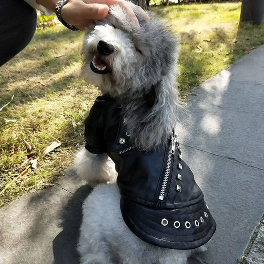 Un caniche assis sur le trottoir se fait caresser par son maître, est vêtu d'un manteau pour chien noir.