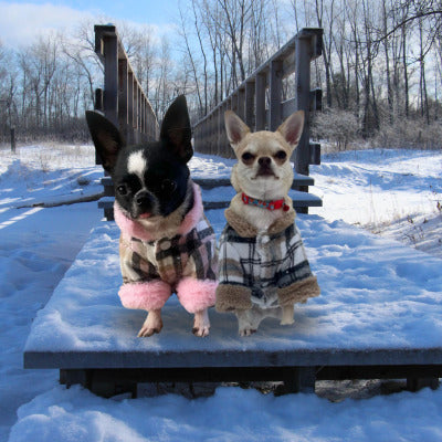 manteau chien deux chihuahua balcon neige