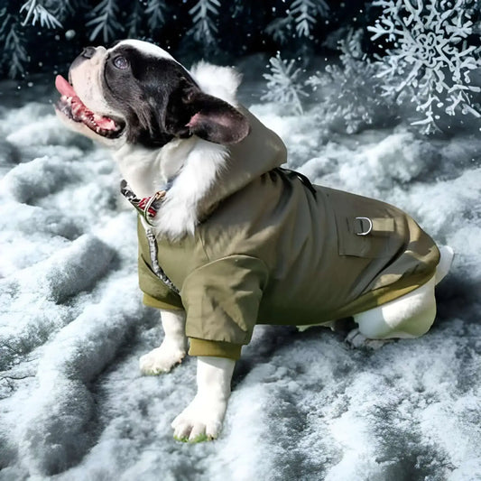 Un bouledogue français vêtu d'un manteau pour chien vert armé est assis sur la neige.