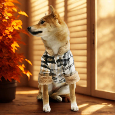 manteau chien shiba salon manteau lumiere rentre pieces