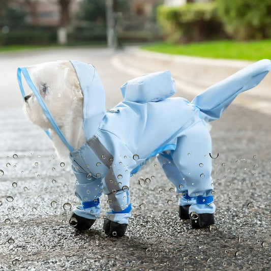 Un bichon frisé avec son manteau de pluie pour chien bleu recouvert de la tête aux pieds à la queue.