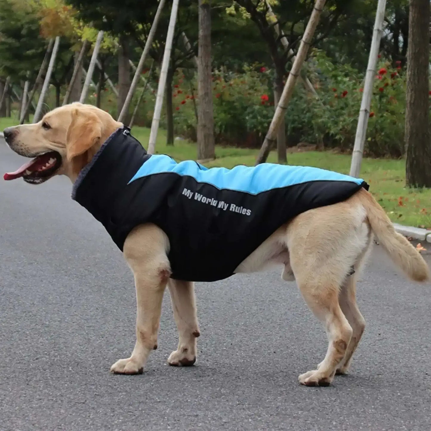Une vue latérale d'un labrador dans la rue avec son manteau imperméable pour chien bleu.