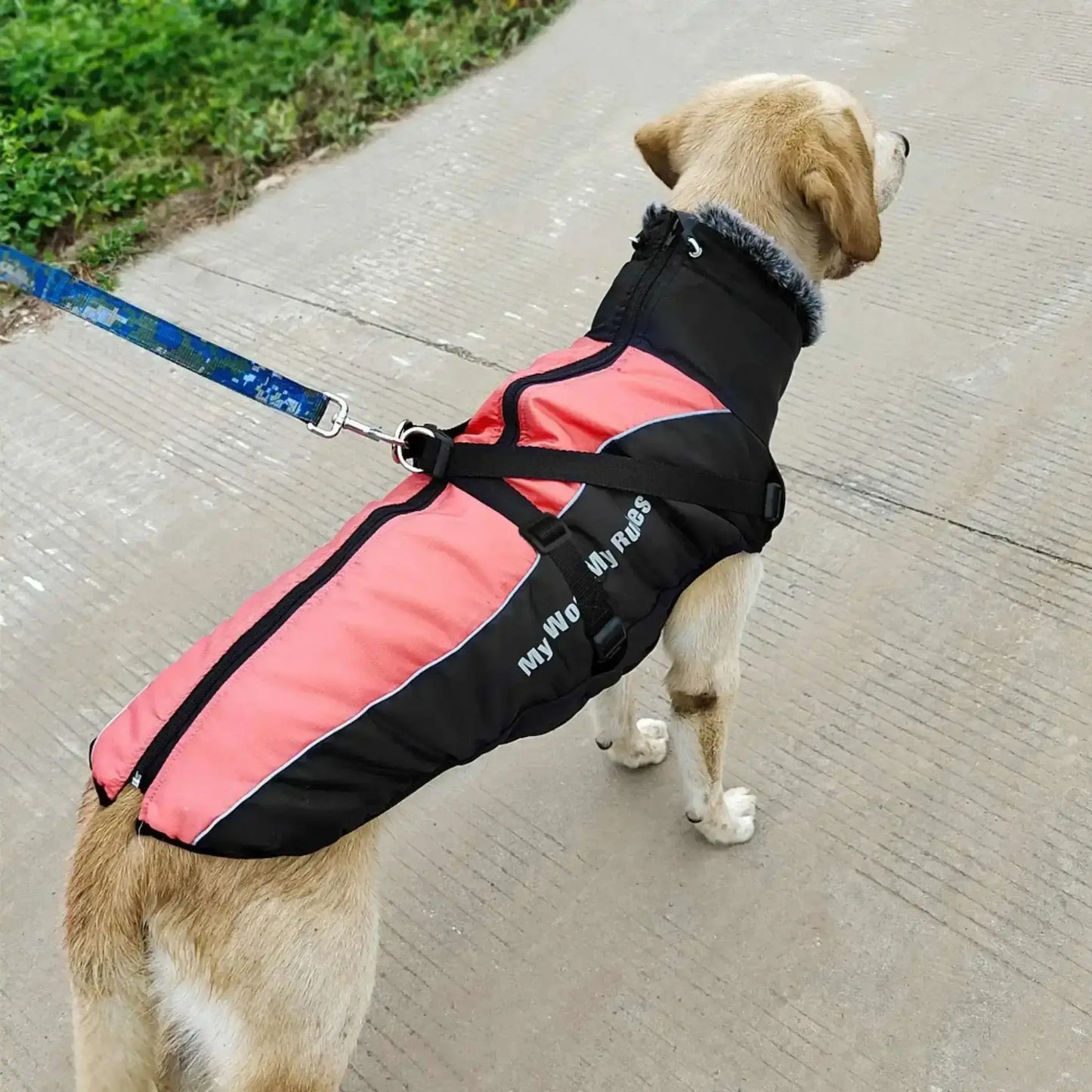 Un labrador vu de haut en laisse sur un trottoir avec son manteau imperméable pour chien rose.