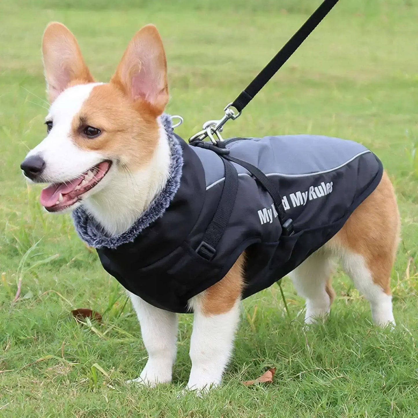 Un corgi en laisse sur une pelouse avec son manteau imperméable pour chien gris.