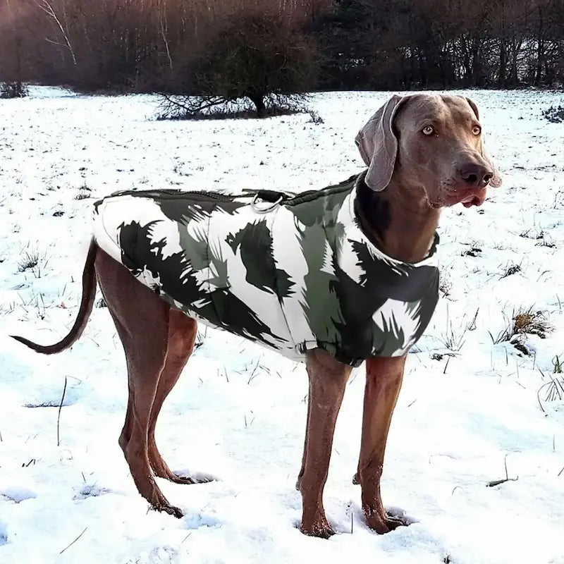 Un braque allemand dans la neige avec son manteau imperméable pour chien blanc et vert.