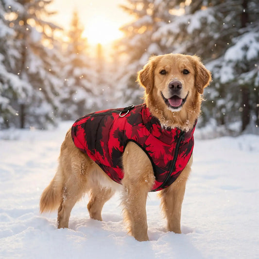 Un golden retriever dans la neige avec son manteau imperméable pour chien rouge.