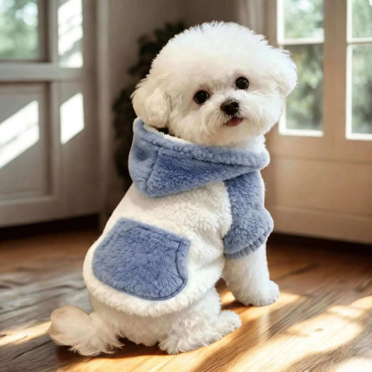 Vue de dos, un bichon frisé assis est vêtu d'un manteau pour chien de couleur bleue.