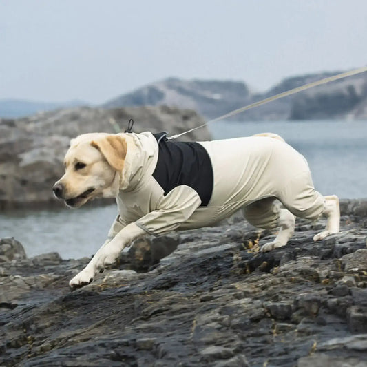 Un labrador tire sur sa laisse sur des rochers avec son manteau de pluie pour chien beige.