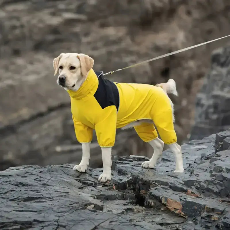 Un labrador en laisse sur des rochers porte le manteau de pluie pour chien jaune.