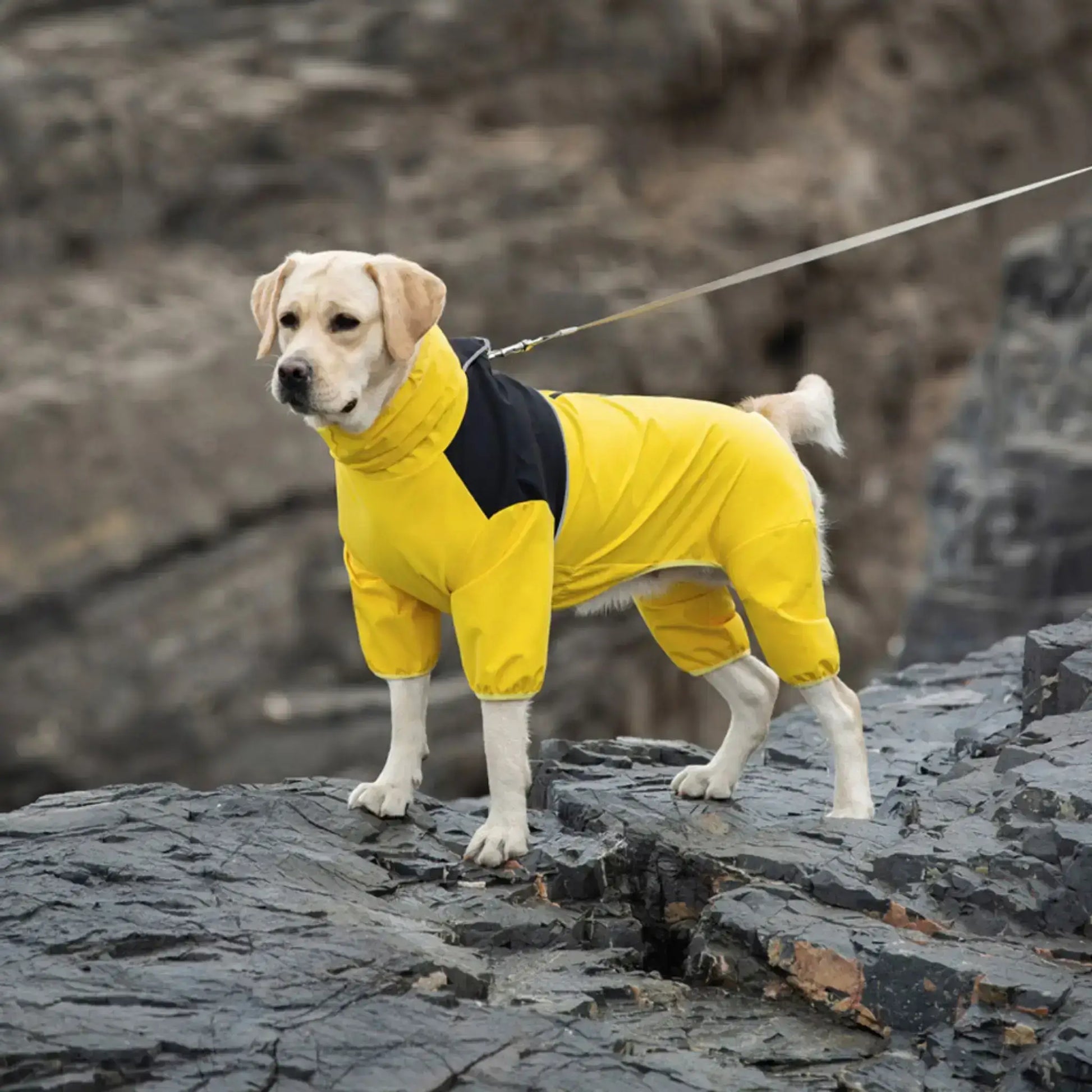 Un labrador en laisse sur des rochers porte le manteau de pluie pour chien jaune.