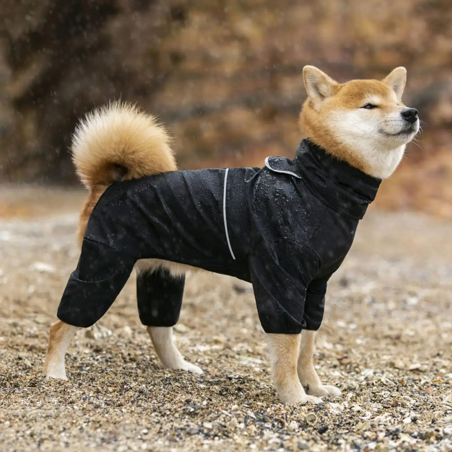 Un shiba inu sous la pluie porte le manteau de pluie pour chien noir.