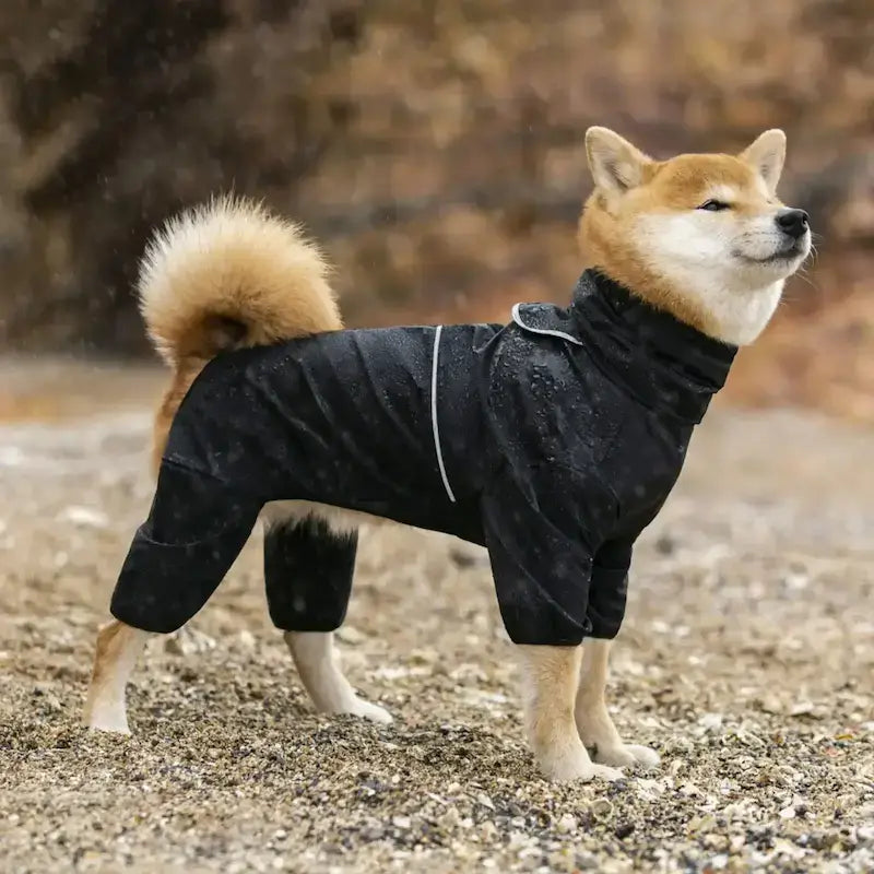 Un shiba inu sous la pluie est vêtu d'un manteau de pluie pour chien noir.