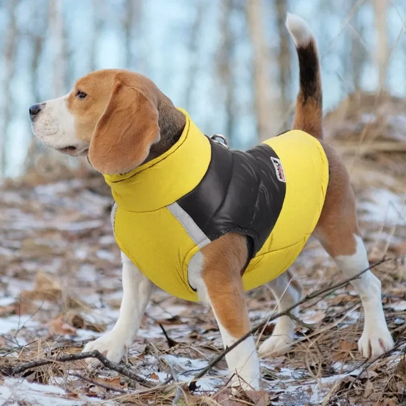 manteau pour chien beagle avec manteau jaune
