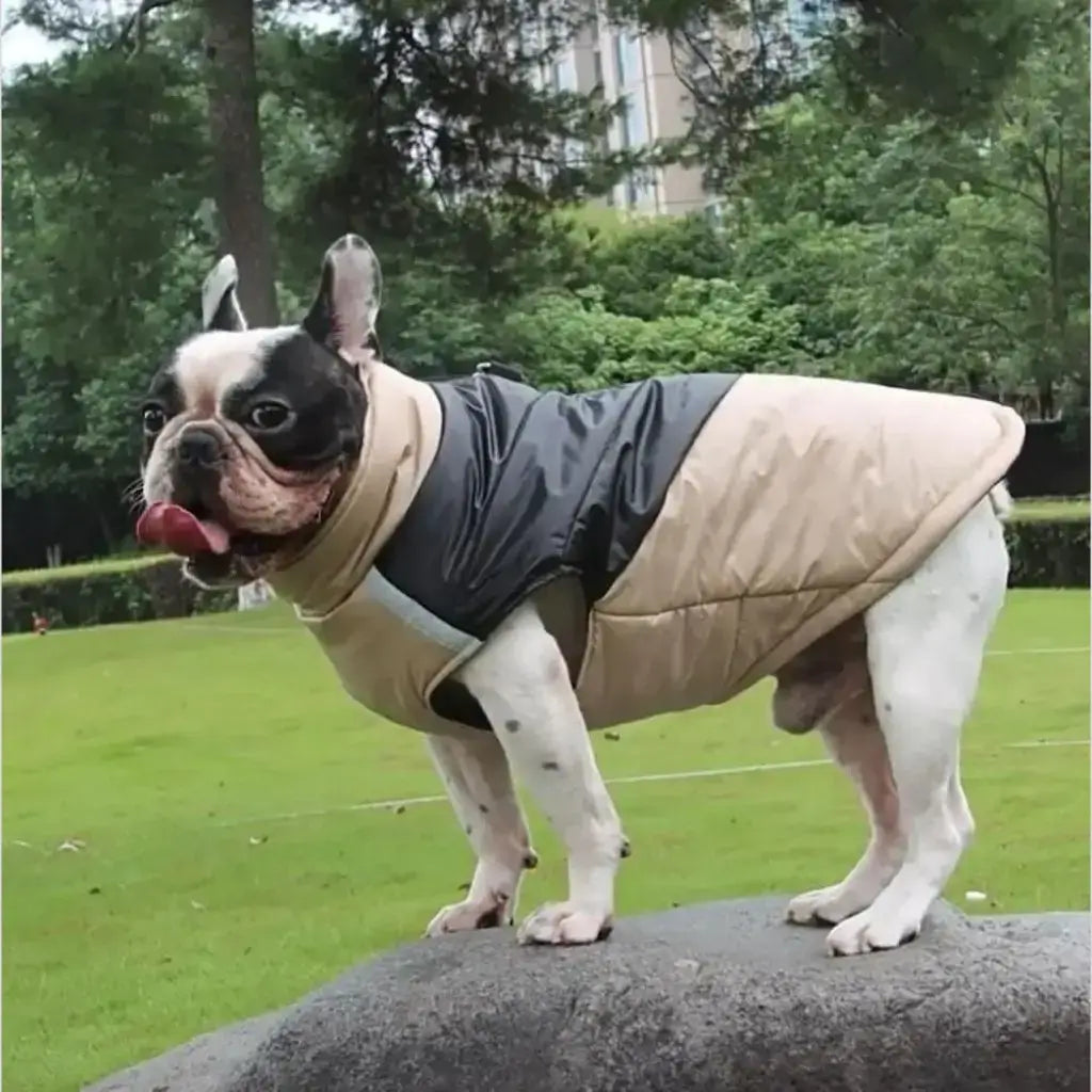 Un bouledogue français debout sur une roche dans un arc avec son manteau pour chien beige.