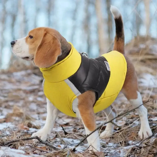 Un beagle avec un manteau pour chien jaune dans un boisé.