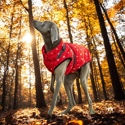manteau pour chien grand chien manteau rouge etoile bois automne