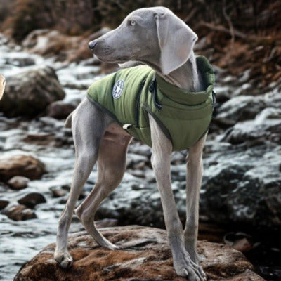 manteau pour chien grand chien riviere-eau roche manteau vert arme