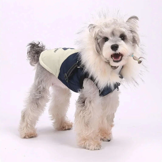Un schnauzer debout vêtu d'un manteau pour chien bleu.