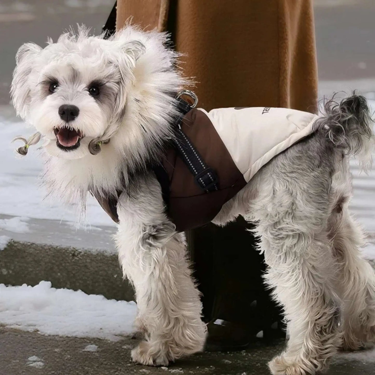 Un schnauzer debout à côté de sa maîtresse est vetu d'un manteau pour chien marron.