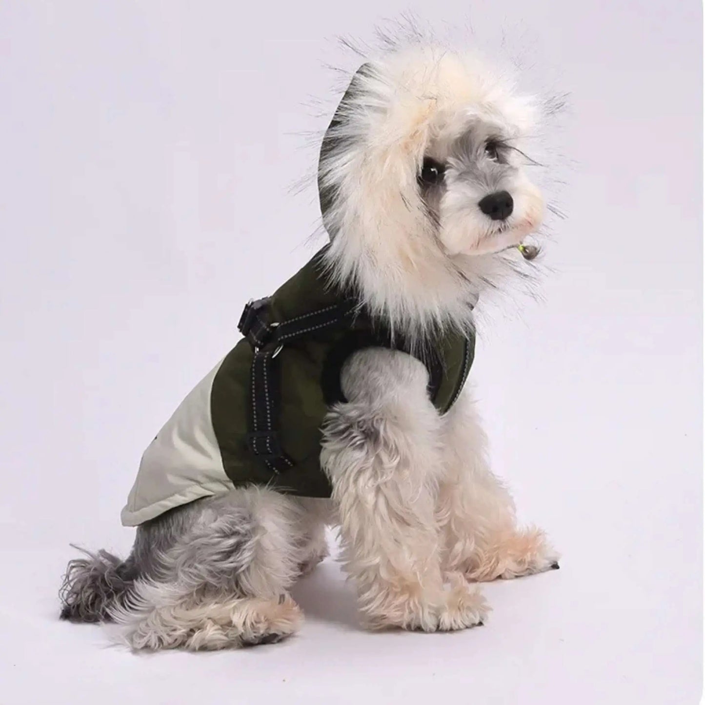 Un schnauzer assis vêtu d'un manteau pour chien vert.