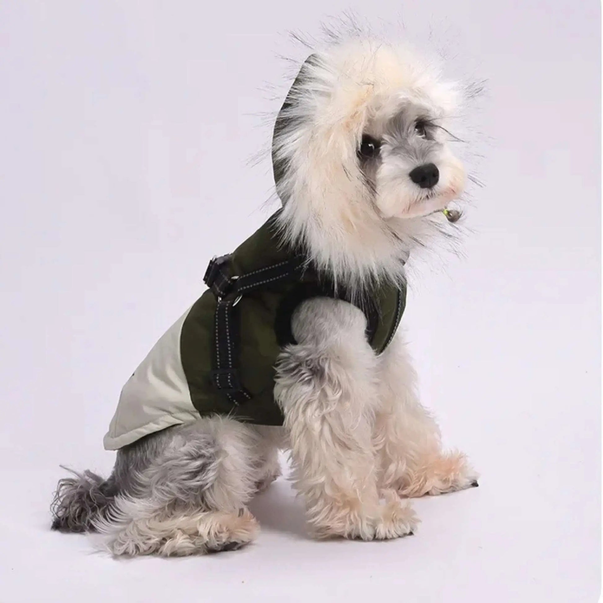 Un schnauzer assis vêtu d'un manteau pour chien vert.