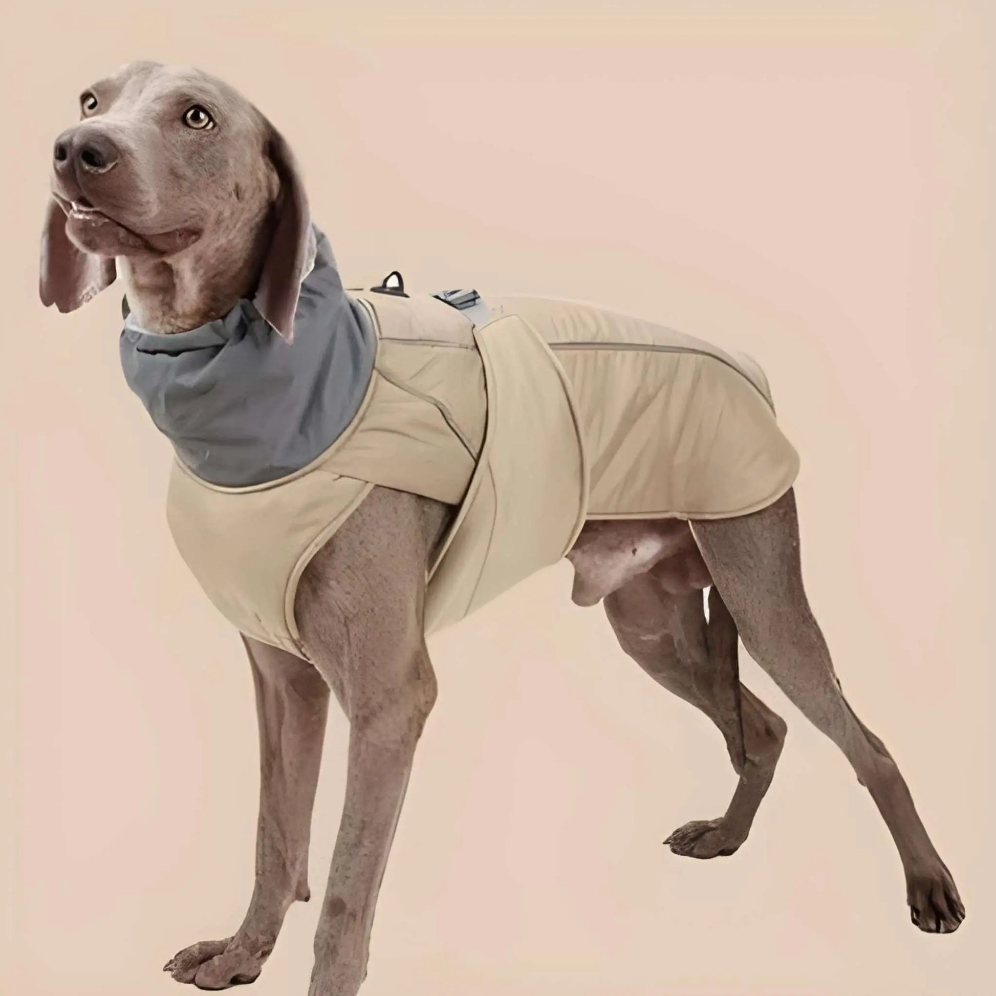 Un braque allemand vêtu d'un manteau pour chien imperméable beige.