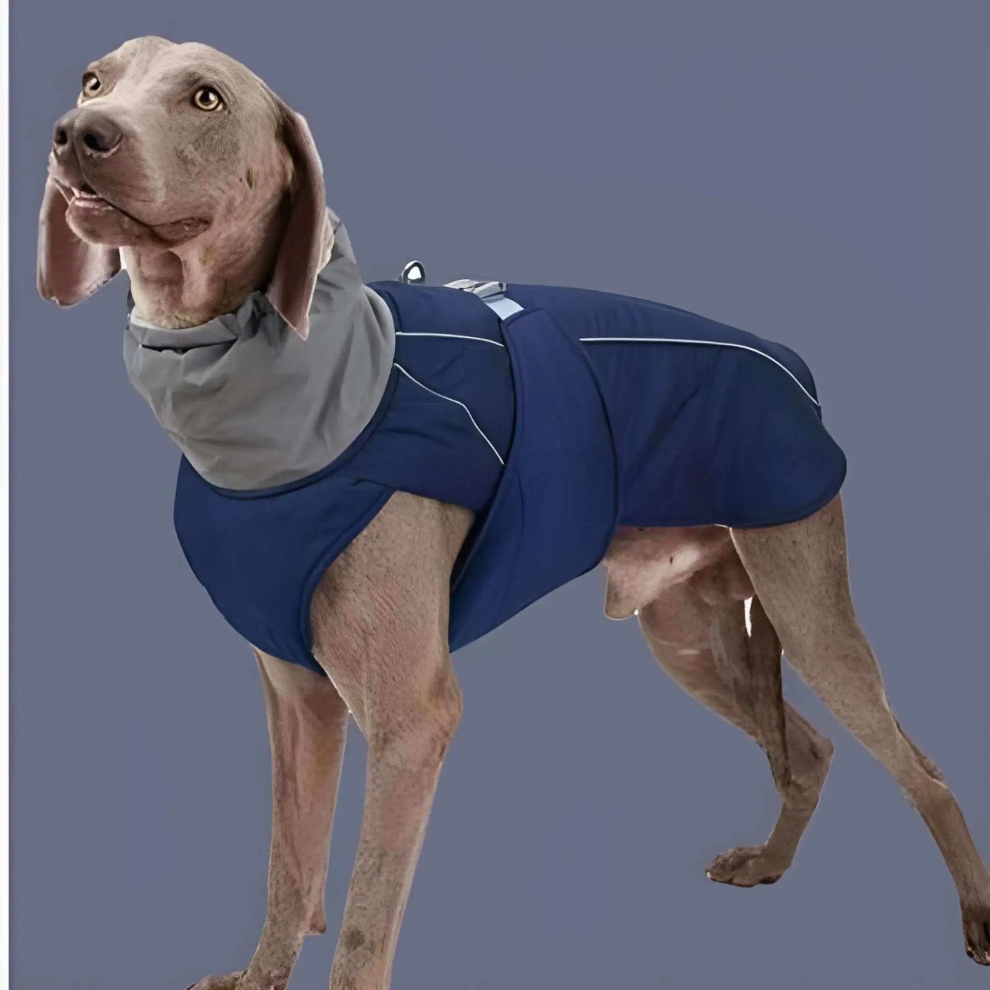 Un braque allemand vêtu d'un manteau pour chien imperméable bleu réfléchissant.