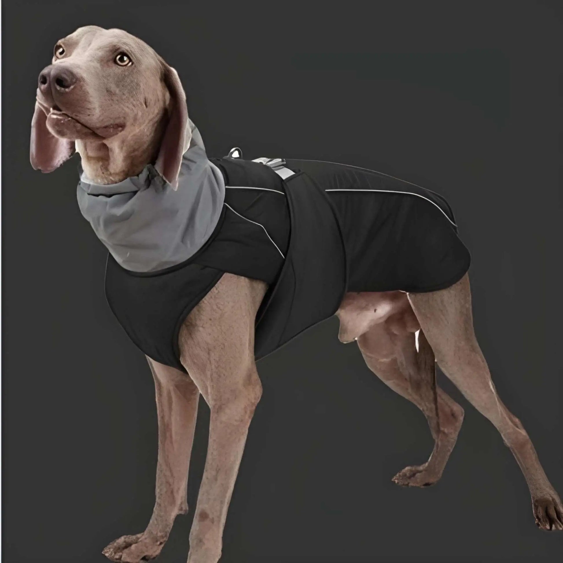 Un braque allemand vêtu d'un manteau pour chien imperméable noir.