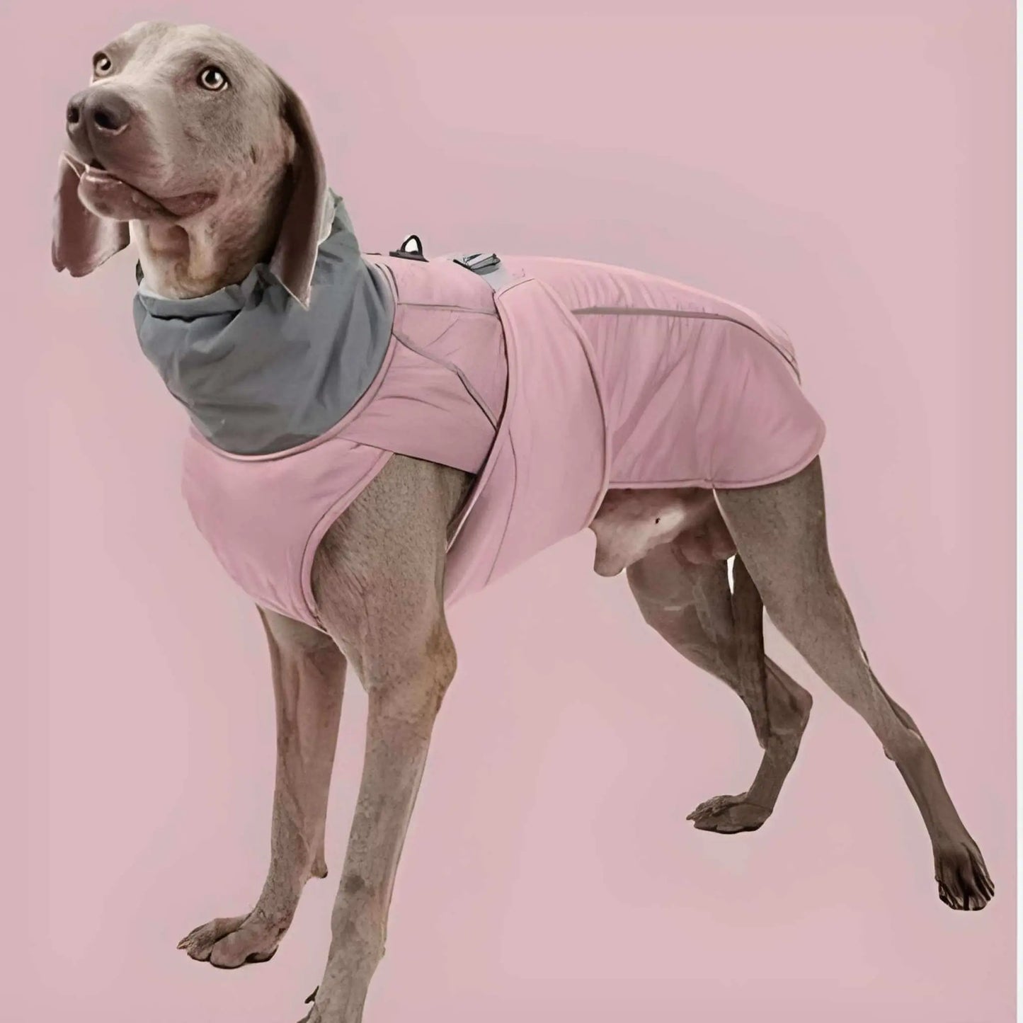 Un braque allemand vêtu d'un manteau pour chien imperméable rose.