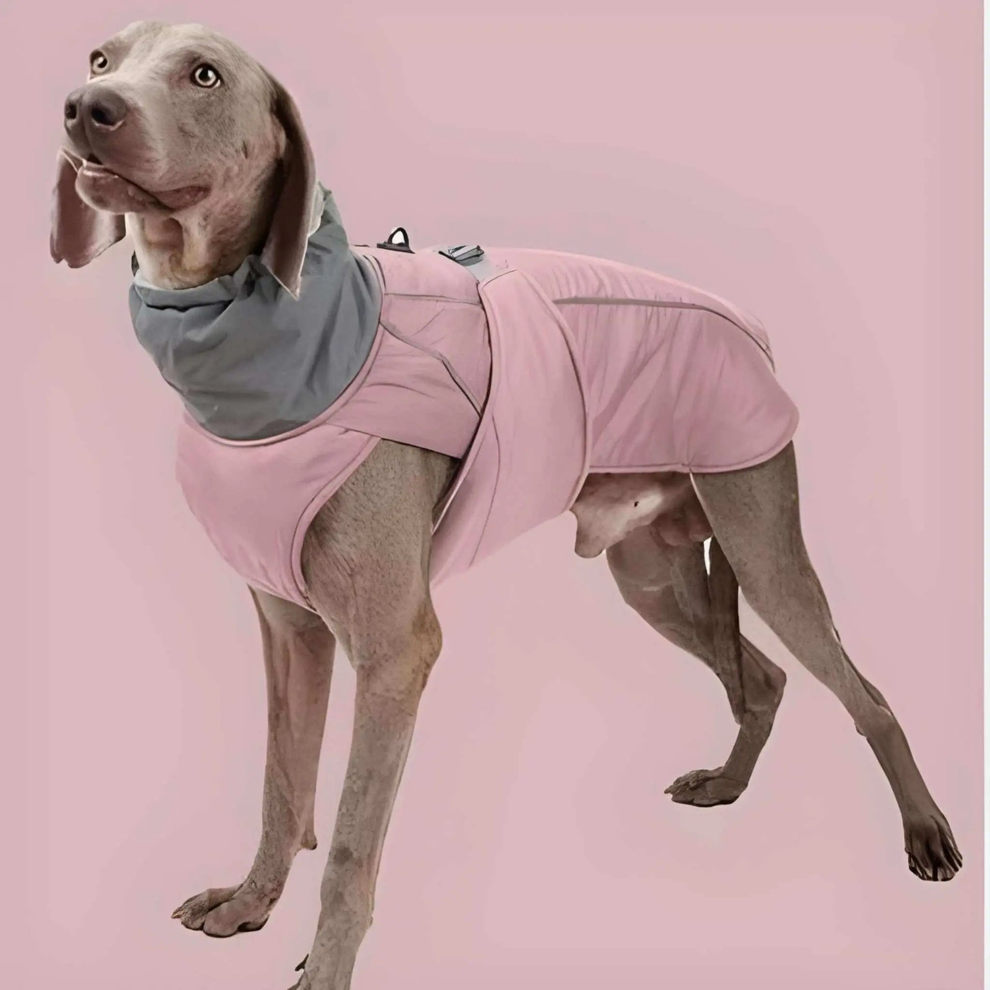Un braque allemand vêtu d'un manteau pour chien imperméable rose.