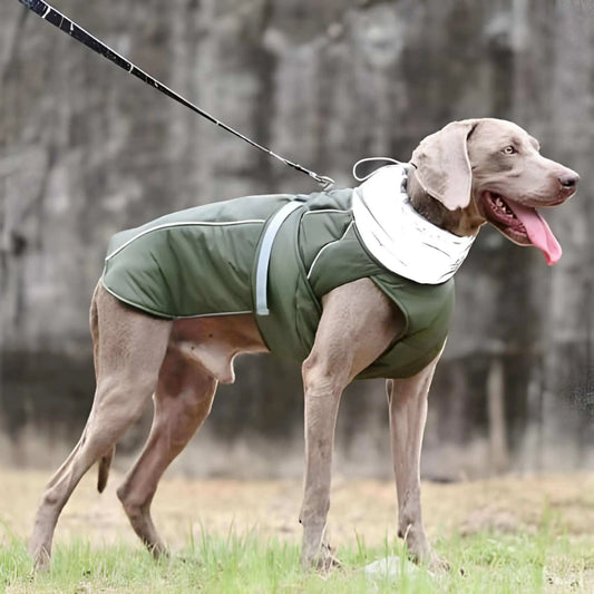 Un braque allemand en laisse dans un parc vêtu d'un manteau pour chien imperméable vert.