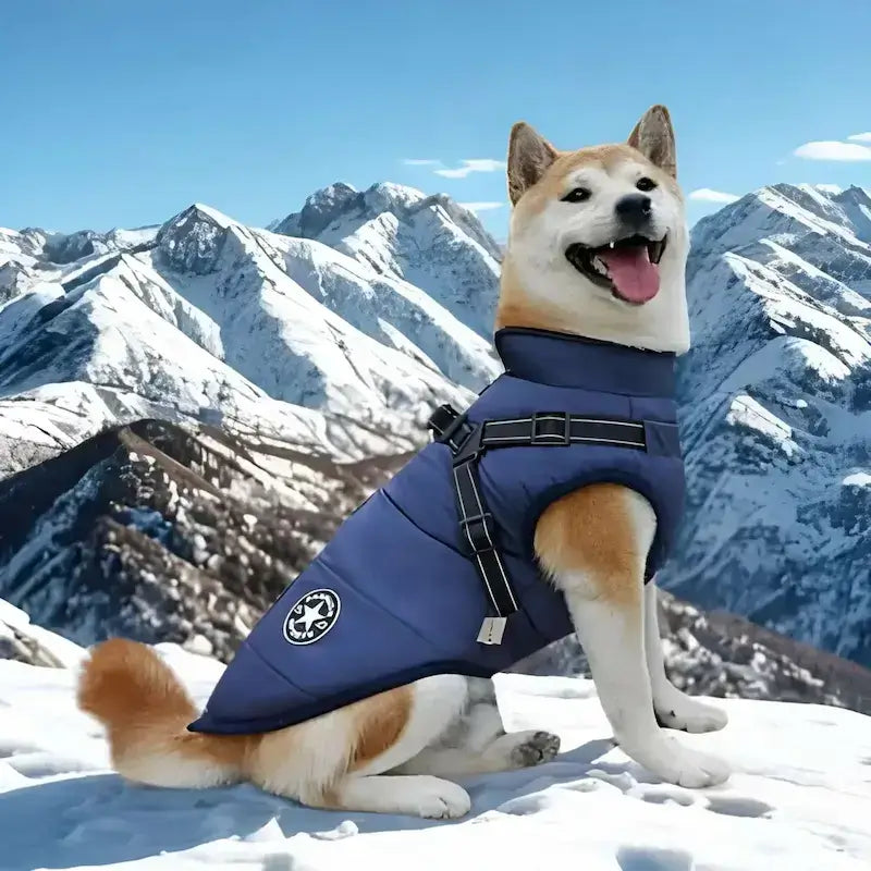 Un shiba inu dans les montagnes enneigées avec son manteau pour chien bleu.