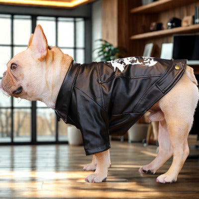 manteau pour chien noir cuir bouledogue francais plancher bois