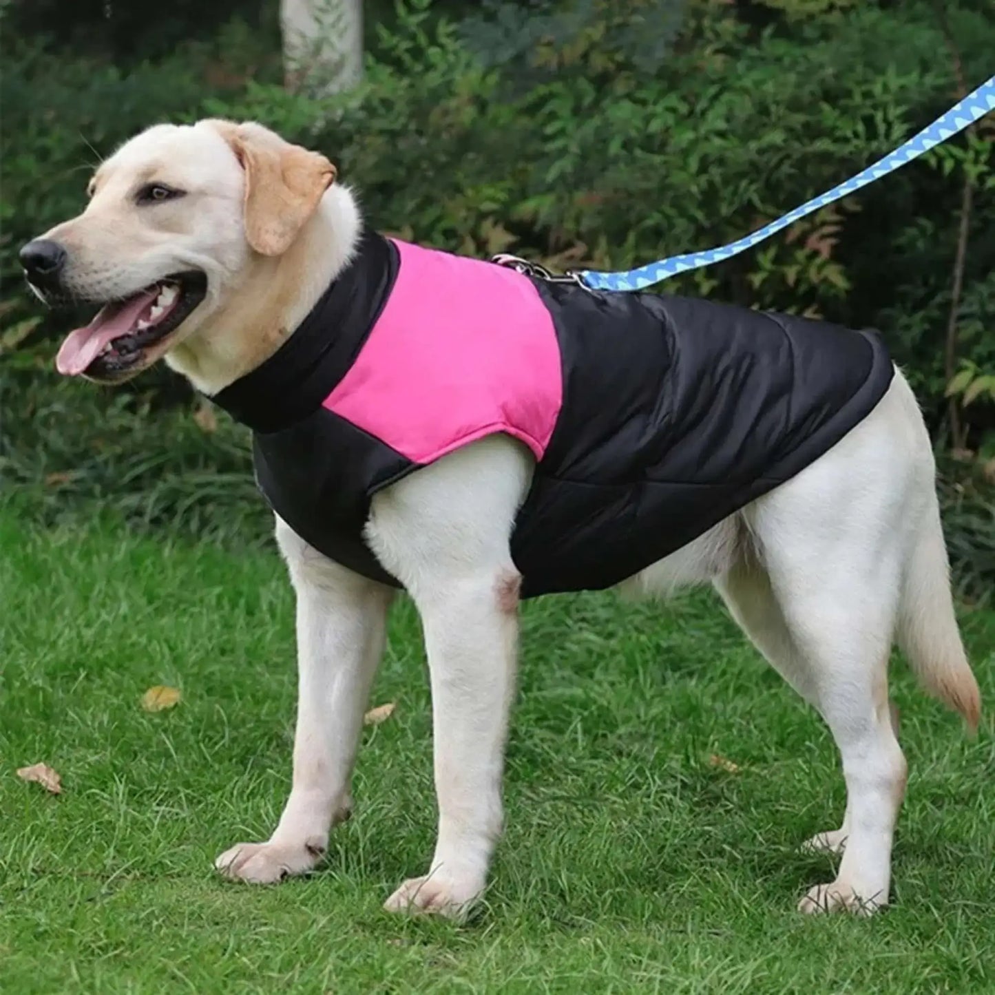Vue latérale d'un labrador debout sur une pelouse vêtu d'un manteau pour chien rose.