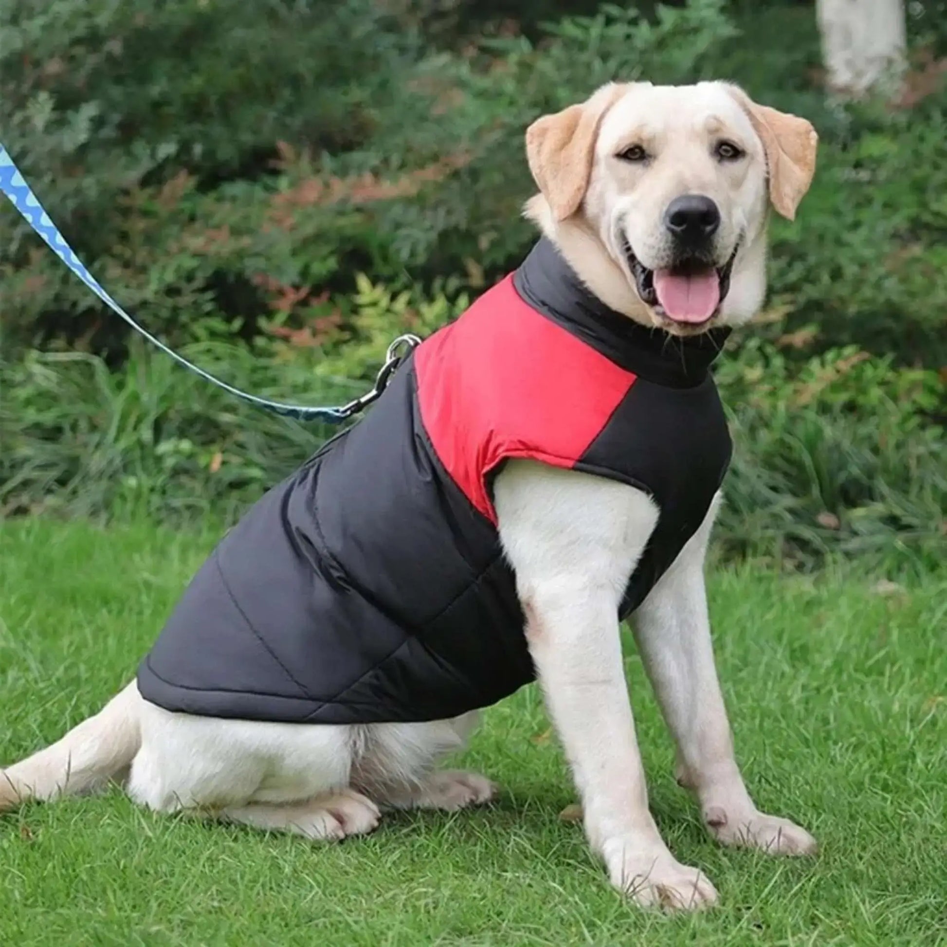 Un labrador assis sur la pelouse est vêtu d'un manteau pour chien rouge.
