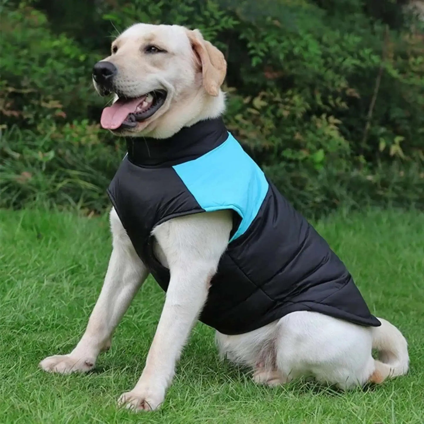 Un labrador assis sur une pelouse est vêtu d'un manteau pour chien bleu.