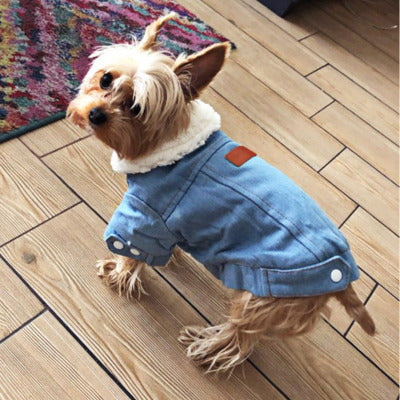 manteau pour chien petit chien plancher salon