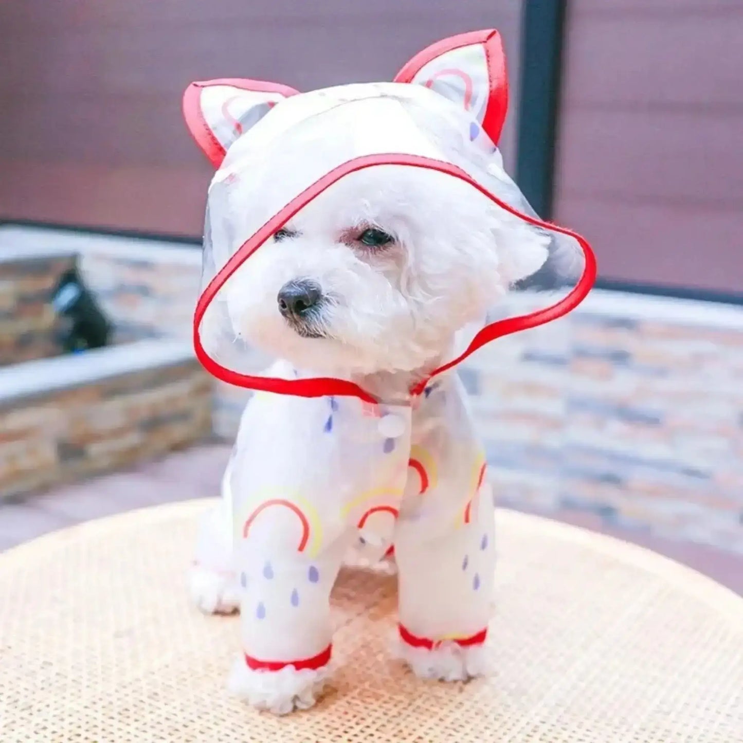Un bichon frisé sur une table porte un manteau pour chien de pluie rouge.