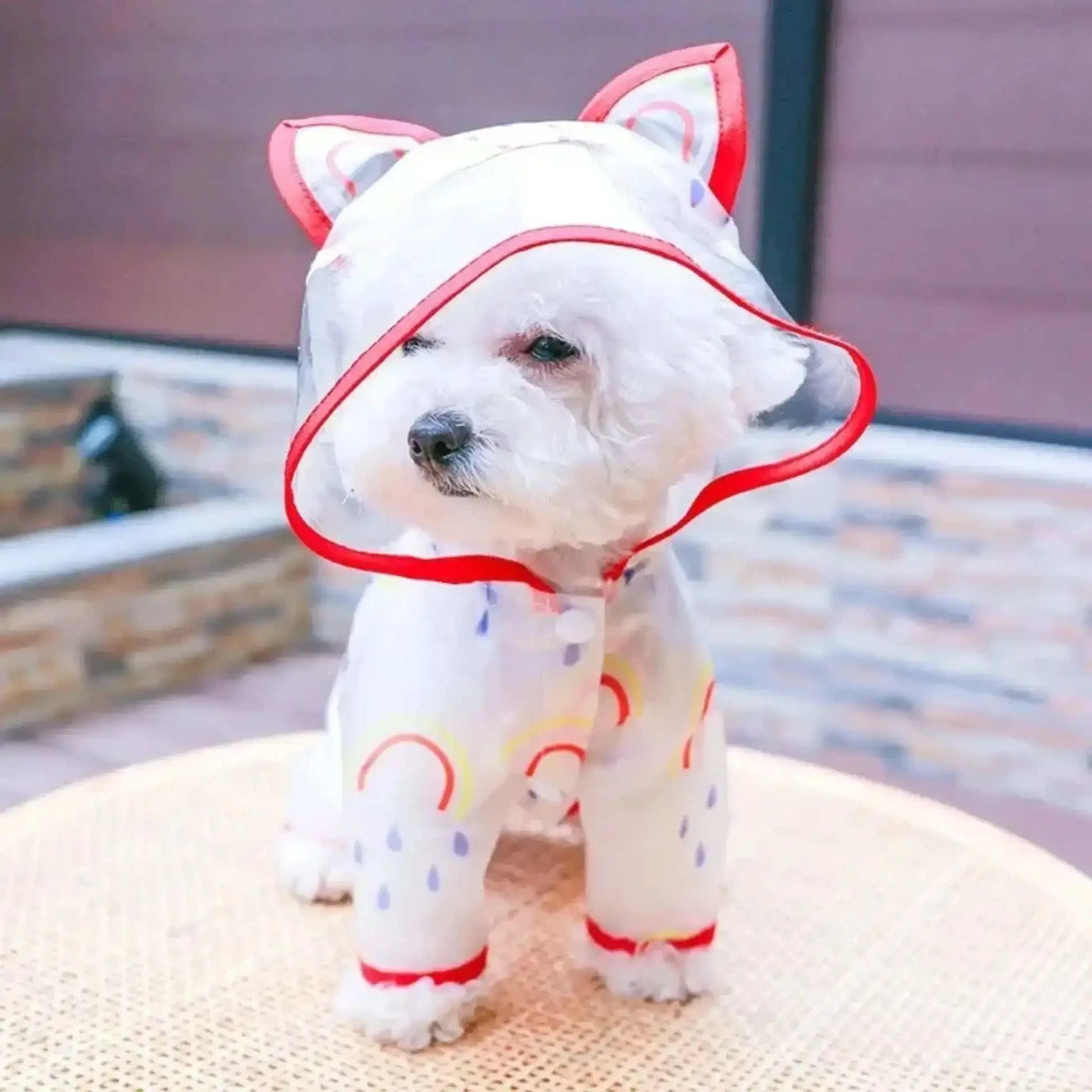 Un bichon frisé sur une table porte un manteau pour chien de pluie rouge.