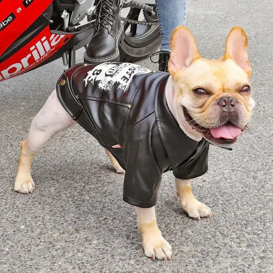 Un bouledogue français à côté d'une moto vêtu d'un manteau pour chien noir.
