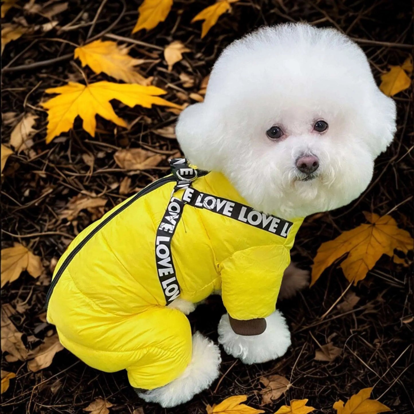 Vue lateral d.un bichon frisé vêtu d'un manteau pour petit chien jaune.