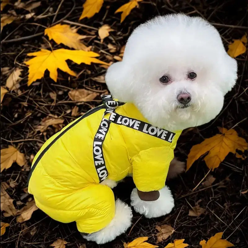 Vue latérale d'un bichon frisé vêtu d'un manteau pour petit chien jaune.