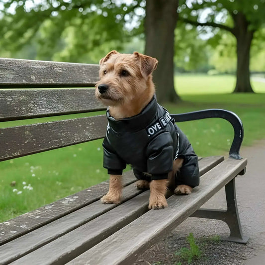 Un jack russell assis sur un banc de parc vêtu d'un manteau pour petit chien noir.
