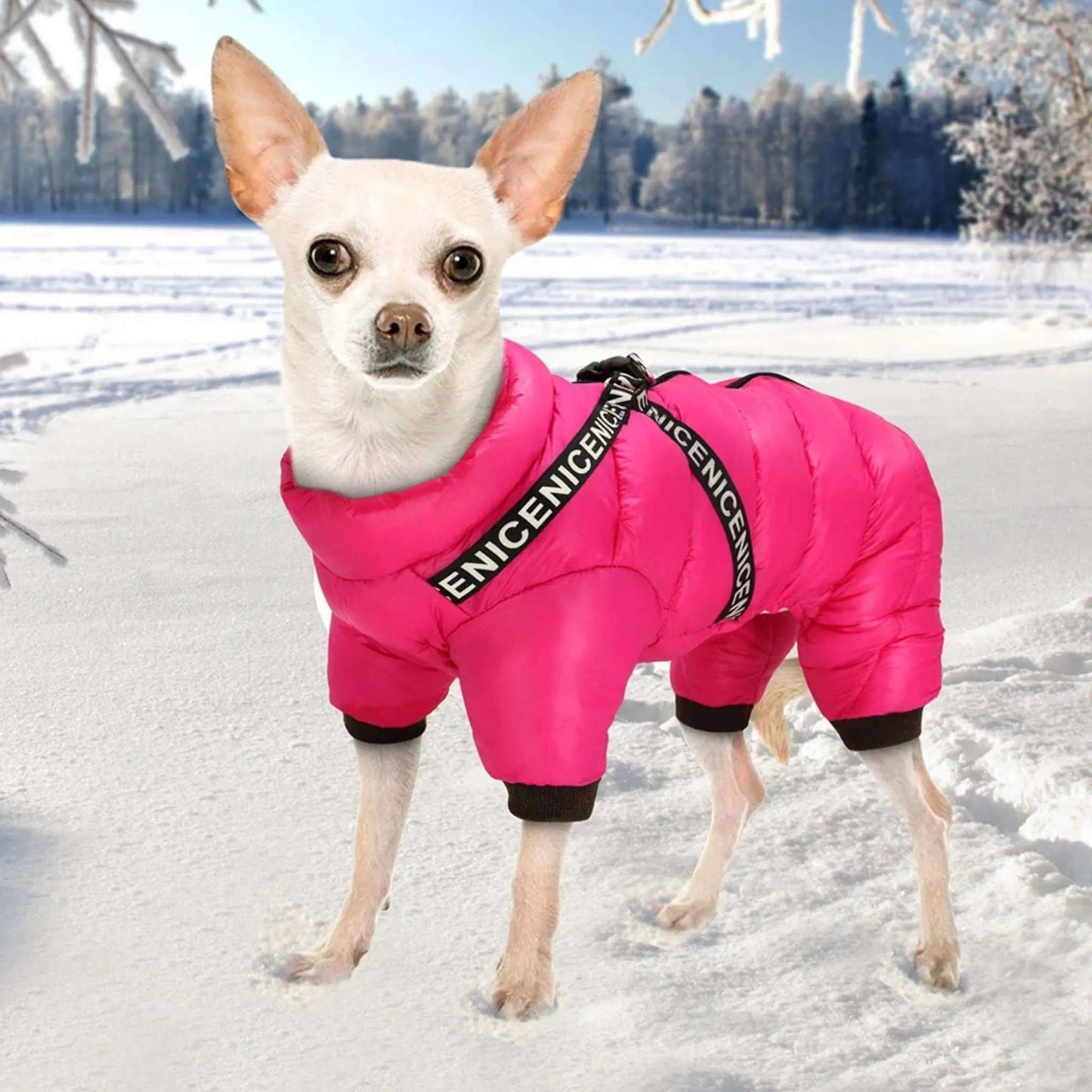 Un chihuahua sur la neige est vetu d.un manteau pour petit chien rose.