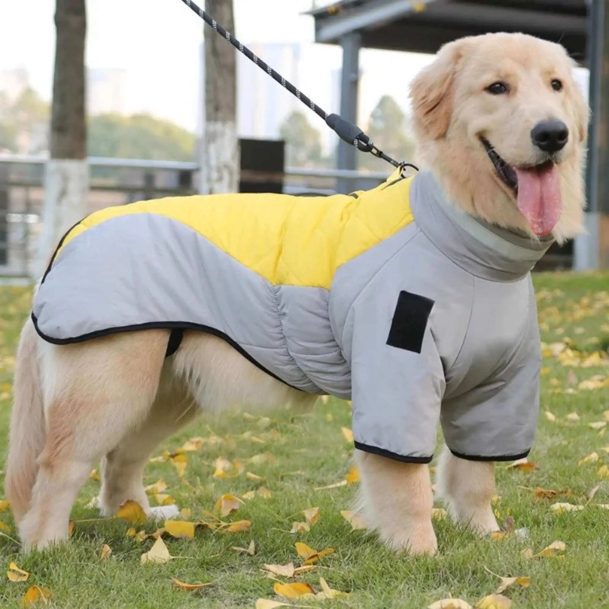 Un golden retriever sur une pelouse est vêtu des manteaux pour chien Peloton jaune. 
