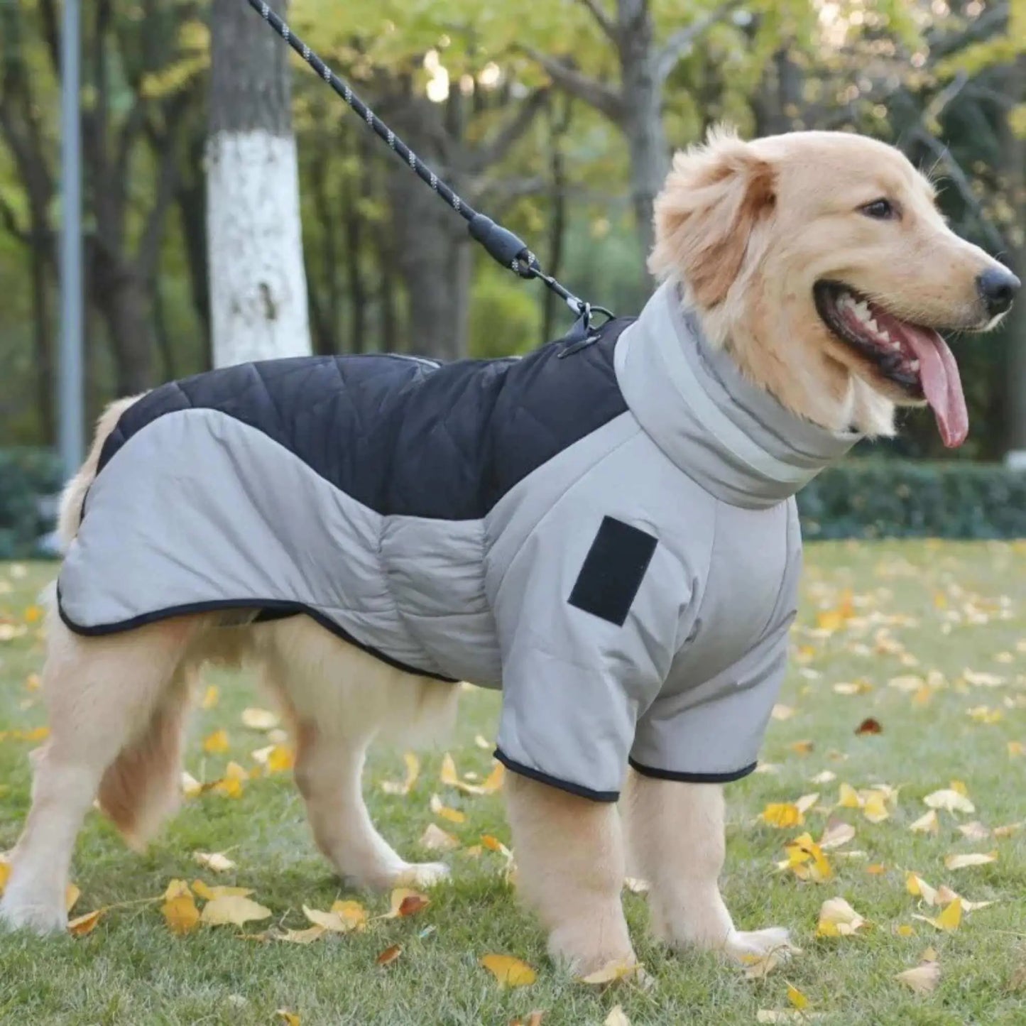 Un golden retriever dans un parc est vêtu des manteaux pour chien Peloton noir.