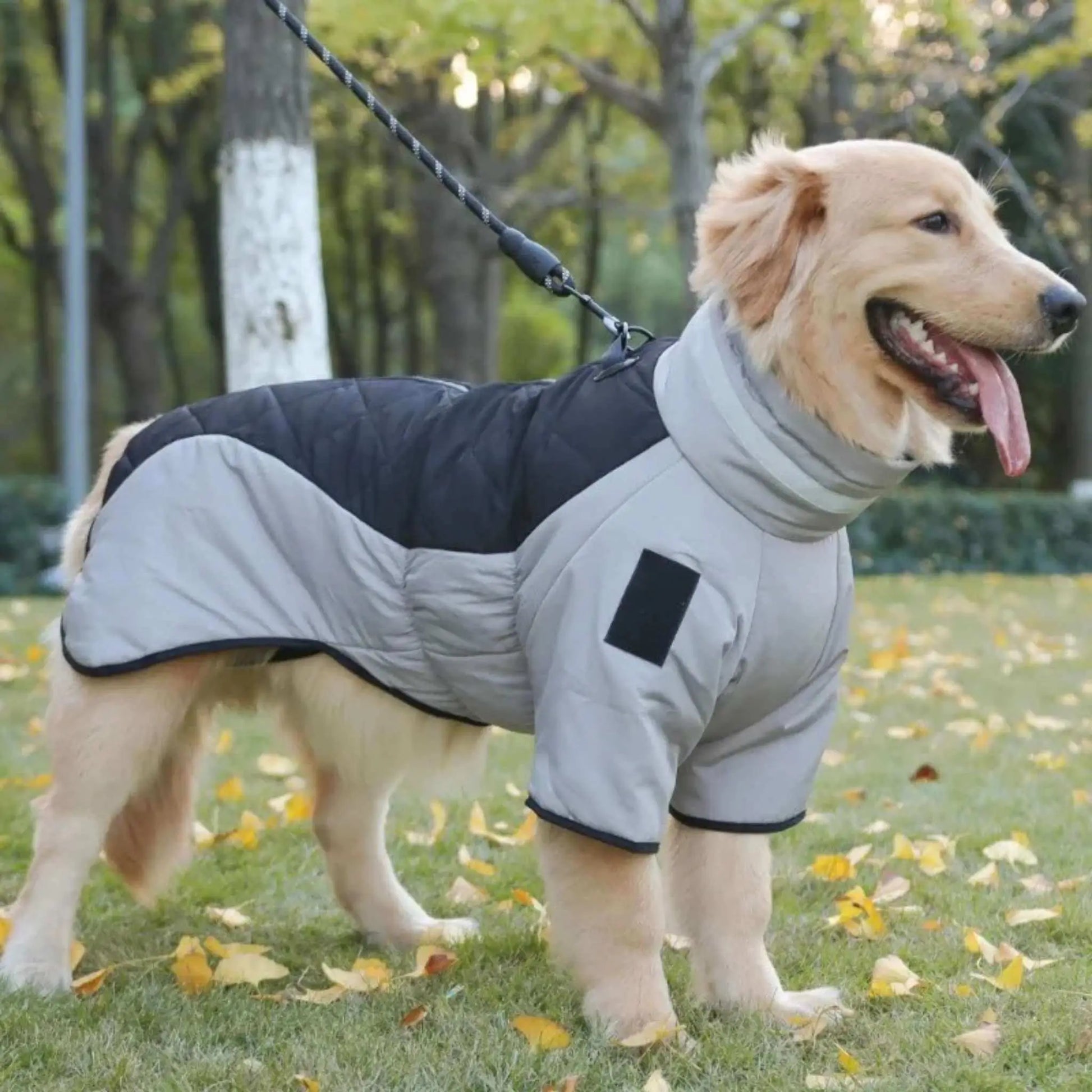 Un golden retriever dans un parc est vêtu des manteaux pour chien Peloton noir.