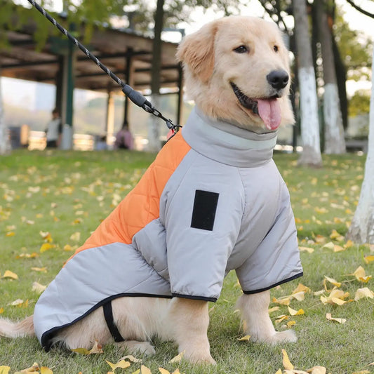 Un golden retriever assis sur une pelouse est vêtu des manteaux pour chien Peloton orange.