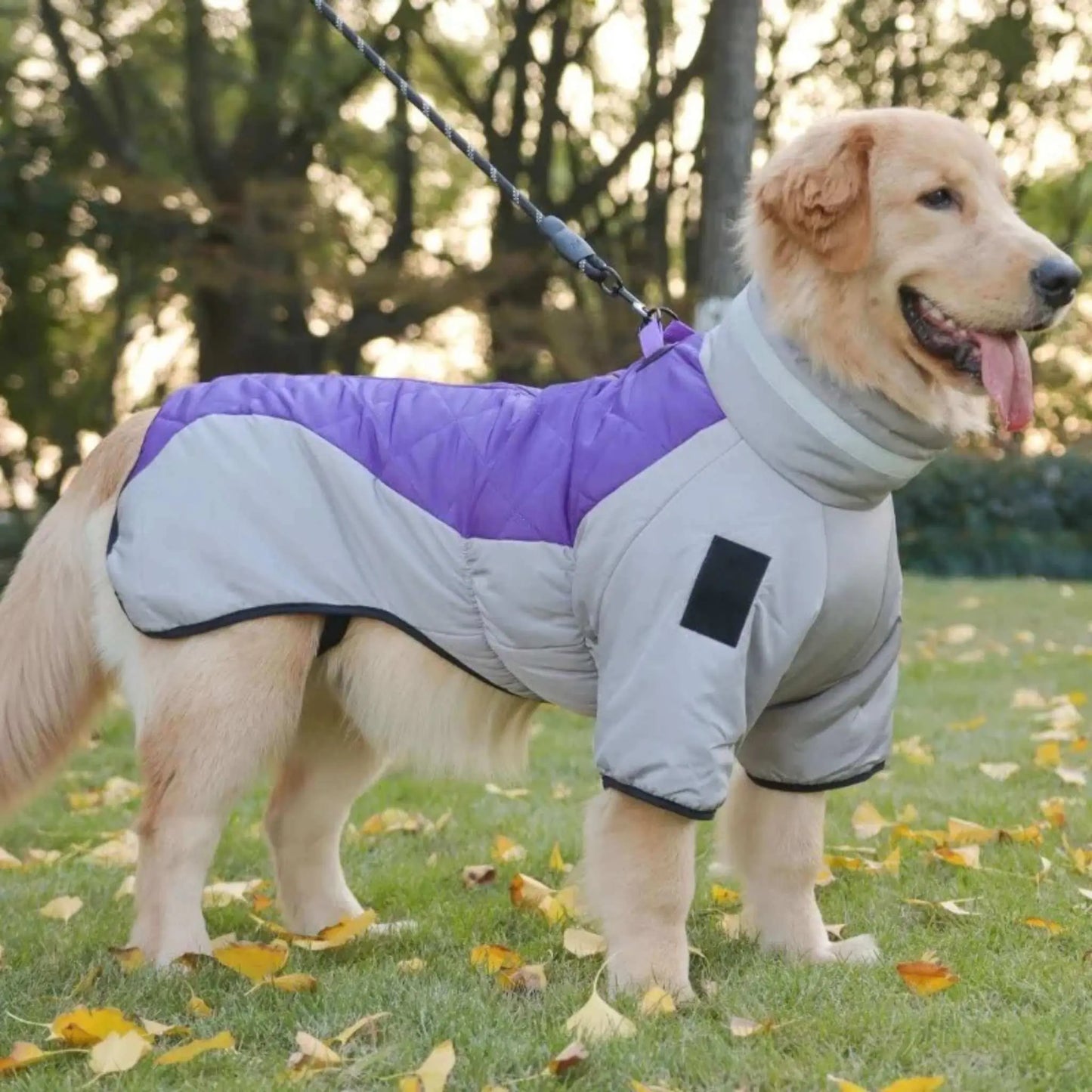 Un golden retriever debout sur la pelouse avec les manteaux pour chien Peloton.